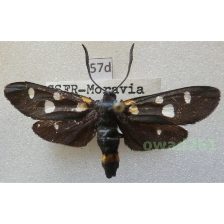 Zygaena ephialtes coronillae (Denis & Schiffermüller, 1775) Czech57d